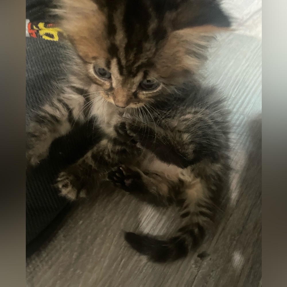COPY - Donations for found Kittens